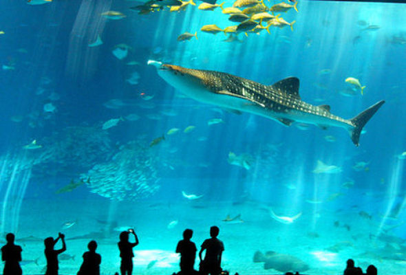 El acuario más grande de latinoamerica casi listo