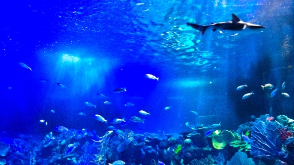 Aquarium Inbursa a fondo