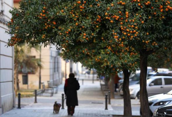 [VIDEO]La peculiar forma de recoger naranjas en Espaa